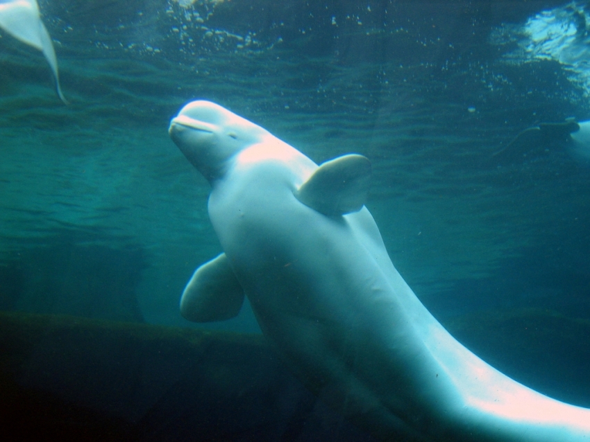 beluga whale, animal rights, SeaWorld, Vancouver Aquarium