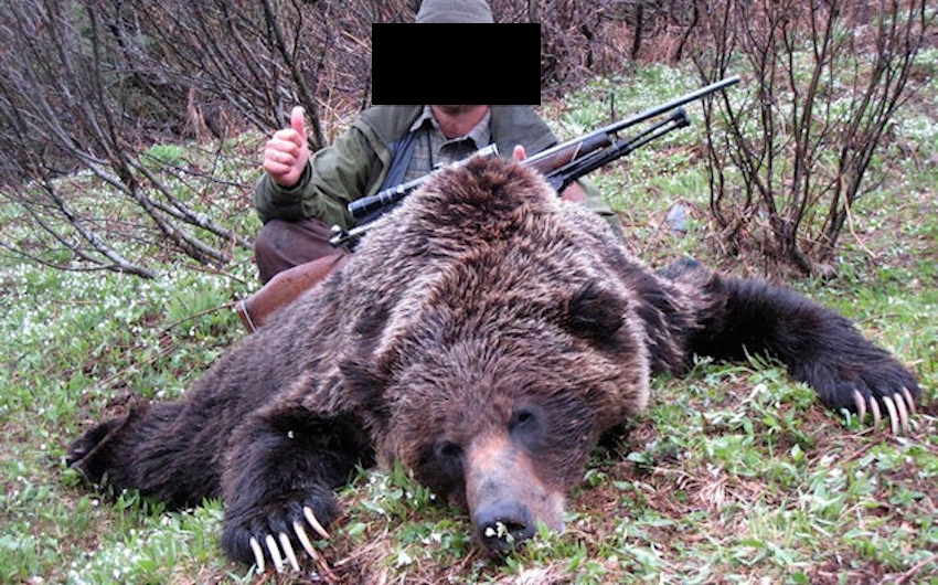 grizzly bear trophy hunt bc emails government emails FOI investigation Prystupa