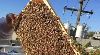 Bees in the VPD community garden