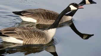 Canada geese mating ritual